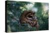 Spotted Owl-null-Stretched Canvas