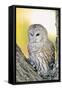 Spotted Owl-null-Framed Stretched Canvas