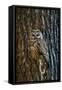 Spotted Owl-null-Framed Stretched Canvas