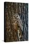 Spotted Owl-null-Stretched Canvas