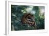 Spotted Owl-null-Framed Photographic Print