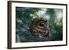 Spotted Owl-null-Framed Photographic Print