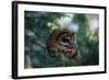 Spotted Owl-null-Framed Photographic Print