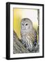 Spotted Owl-null-Framed Photographic Print