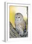 Spotted Owl-null-Framed Photographic Print