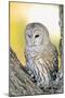 Spotted Owl-null-Mounted Photographic Print