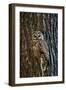 Spotted Owl-null-Framed Photographic Print