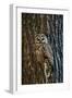 Spotted Owl-null-Framed Photographic Print