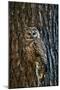 Spotted Owl-null-Mounted Photographic Print