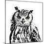 Spotted Owl-Sasha-Mounted Giclee Print