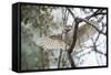 Spotted Owlet (Athene Brama), Ranthambhore, Rajasthan, India-Janette Hill-Framed Stretched Canvas