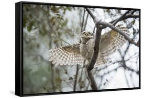 Spotted Owlet (Athene Brama), Ranthambhore, Rajasthan, India-Janette Hill-Framed Stretched Canvas