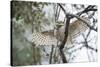 Spotted Owlet (Athene Brama), Ranthambhore, Rajasthan, India-Janette Hill-Stretched Canvas