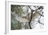 Spotted Owlet (Athene Brama), Ranthambhore, Rajasthan, India-Janette Hill-Framed Photographic Print