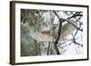 Spotted Owlet (Athene Brama), Ranthambhore, Rajasthan, India-Janette Hill-Framed Photographic Print