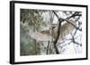 Spotted Owlet (Athene Brama), Ranthambhore, Rajasthan, India-Janette Hill-Framed Photographic Print