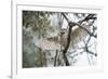 Spotted Owlet (Athene Brama), Ranthambhore, Rajasthan, India-Janette Hill-Framed Photographic Print