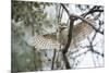 Spotted Owlet (Athene Brama), Ranthambhore, Rajasthan, India-Janette Hill-Mounted Photographic Print