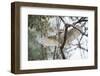 Spotted Owlet (Athene Brama), Ranthambhore, Rajasthan, India-Janette Hill-Framed Photographic Print