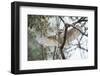 Spotted Owlet (Athene Brama), Ranthambhore, Rajasthan, India-Janette Hill-Framed Photographic Print