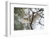 Spotted Owlet (Athene Brama), Ranthambhore, Rajasthan, India-Janette Hill-Framed Photographic Print