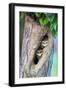 Spotted owlets (Athene brama) in tree hole, India-Panoramic Images-Framed Photographic Print