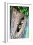 Spotted owlets (Athene brama) in tree hole, India-Panoramic Images-Framed Photographic Print