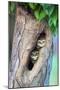 Spotted owlets (Athene brama) in tree hole, India-Panoramic Images-Mounted Photographic Print