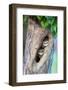 Spotted owlets (Athene brama) in tree hole, India-Panoramic Images-Framed Photographic Print