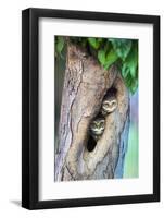 Spotted owlets (Athene brama) in tree hole, India-Panoramic Images-Framed Photographic Print