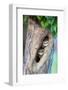 Spotted owlets (Athene brama) in tree hole, India-Panoramic Images-Framed Photographic Print