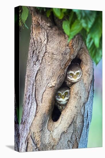 Spotted owlets (Athene brama) in tree hole, India-Panoramic Images-Stretched Canvas