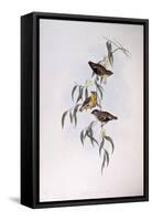 Spotted Pardalote (Pardalotus Punctatus)-John Gould-Framed Stretched Canvas