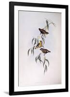 Spotted Pardalote (Pardalotus Punctatus)-John Gould-Framed Giclee Print