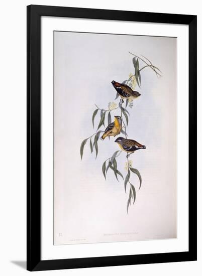 Spotted Pardalote (Pardalotus Punctatus)-John Gould-Framed Giclee Print