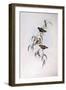 Spotted Pardalote (Pardalotus Punctatus)-John Gould-Framed Giclee Print