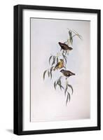 Spotted Pardalote (Pardalotus Punctatus)-John Gould-Framed Giclee Print
