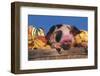 Spotted Piglet Among Gourds in a Wooden Peach Basket, Freeport, Illinois, USA-Lynn M^ Stone-Framed Photographic Print