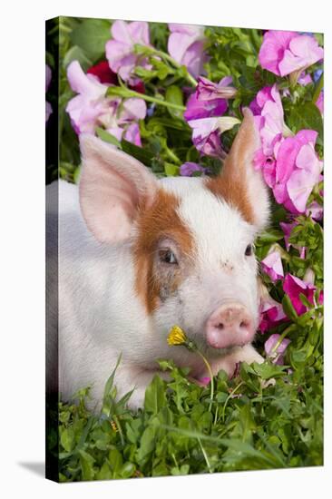 Spotted Piglet in Grass and Pink Petunias, Dekalb, Illinois, USA-Lynn M^ Stone-Stretched Canvas