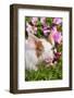 Spotted Piglet in Grass and Pink Petunias, Dekalb, Illinois, USA-Lynn M^ Stone-Framed Photographic Print