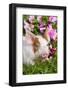 Spotted Piglet in Grass and Pink Petunias, Dekalb, Illinois, USA-Lynn M^ Stone-Framed Photographic Print