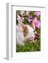 Spotted Piglet in Grass and Pink Petunias, Dekalb, Illinois, USA-Lynn M^ Stone-Framed Photographic Print