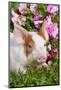 Spotted Piglet in Grass and Pink Petunias, Dekalb, Illinois, USA-Lynn M^ Stone-Mounted Photographic Print