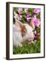 Spotted Piglet in Grass and Pink Petunias, Dekalb, Illinois, USA-Lynn M^ Stone-Framed Photographic Print