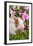 Spotted Piglet in Grass and Pink Petunias, Dekalb, Illinois, USA-Lynn M^ Stone-Framed Photographic Print