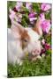 Spotted Piglet in Grass and Pink Petunias, Dekalb, Illinois, USA-Lynn M^ Stone-Mounted Photographic Print