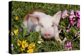 Spotted Piglet in Grass, Pink Petunias, and Yellow Pansies, Dekalb, Illinois, USA-Lynn M^ Stone-Stretched Canvas