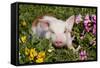 Spotted Piglet in Grass, Pink Petunias, and Yellow Pansies, Dekalb, Illinois, USA-Lynn M^ Stone-Framed Stretched Canvas