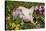 Spotted Piglet in Grass, Pink Petunias, and Yellow Pansies, Dekalb, Illinois, USA-Lynn M^ Stone-Stretched Canvas