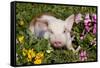Spotted Piglet in Grass, Pink Petunias, and Yellow Pansies, Dekalb, Illinois, USA-Lynn M^ Stone-Framed Stretched Canvas